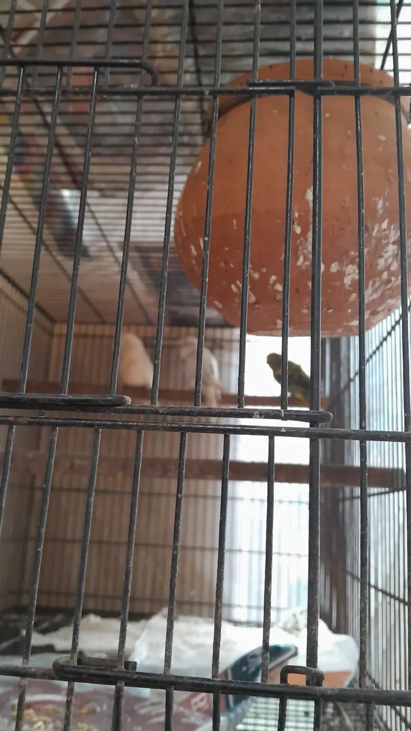parrot cage — photo 5