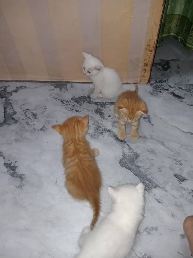 ginger Preston cat 1