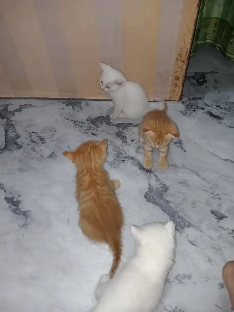 ginger Preston cat — photo 2
