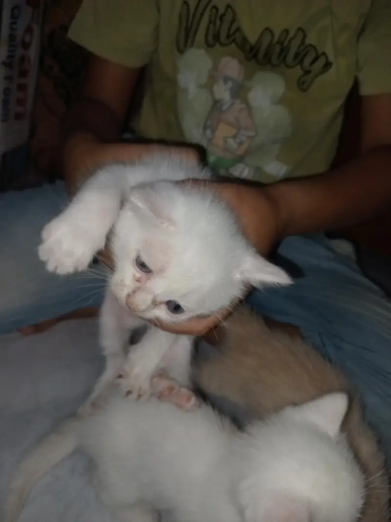 ginger Preston cat — photo 4