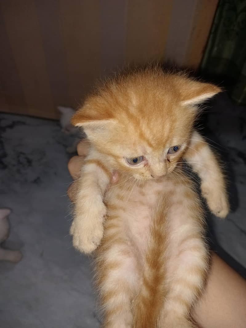 ginger Preston cat 4