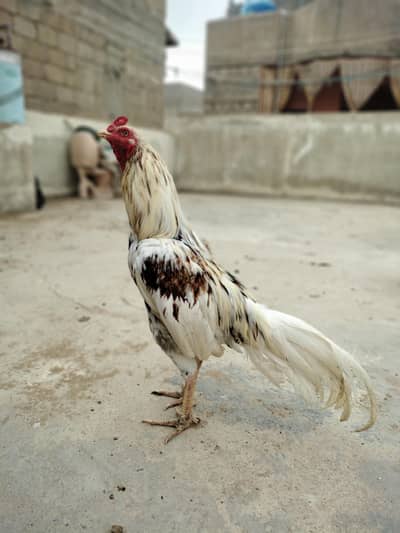 High quality breeder Long tail