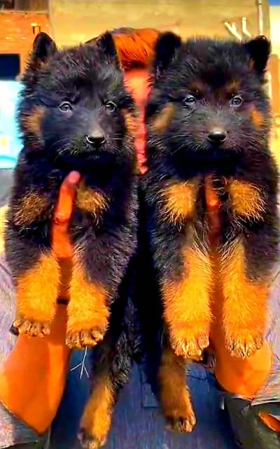 German Shepherd pair 2 mahnt for sale