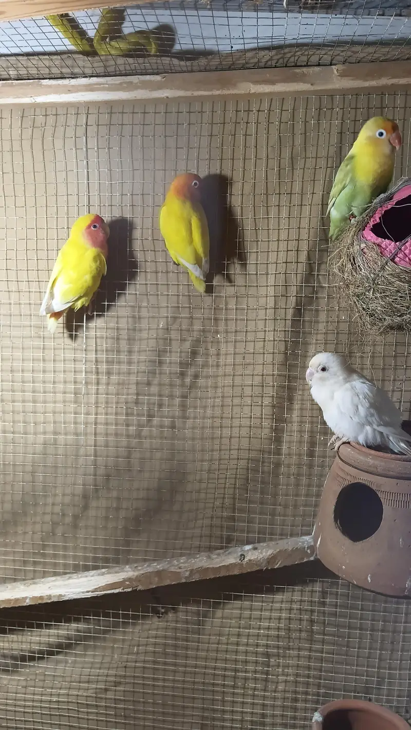 5 pair breeder lovebirds. — photo 2