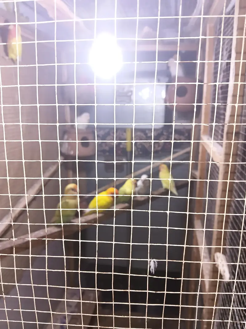 5 pair breeder lovebirds. — photo 3