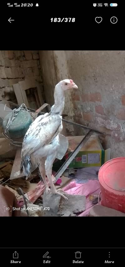 Heera + mianwali breed fully active and healthy