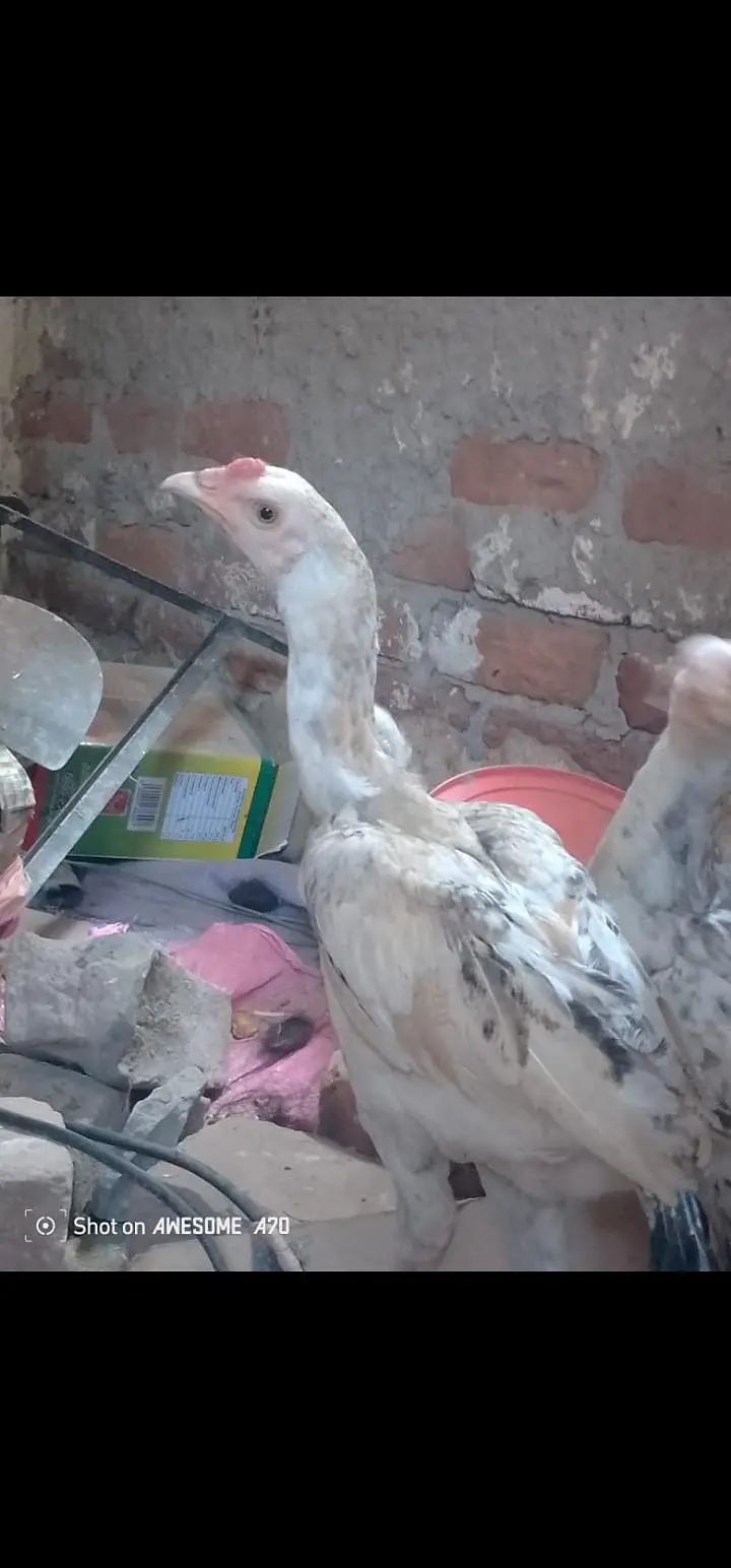 Heera + mianwali breed fully active and healthy — photo 2
