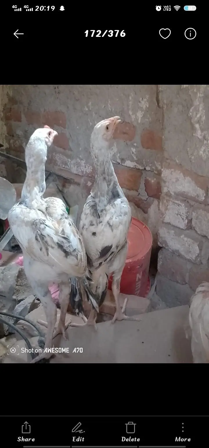 Heera + mianwali breed fully active and healthy — photo 3