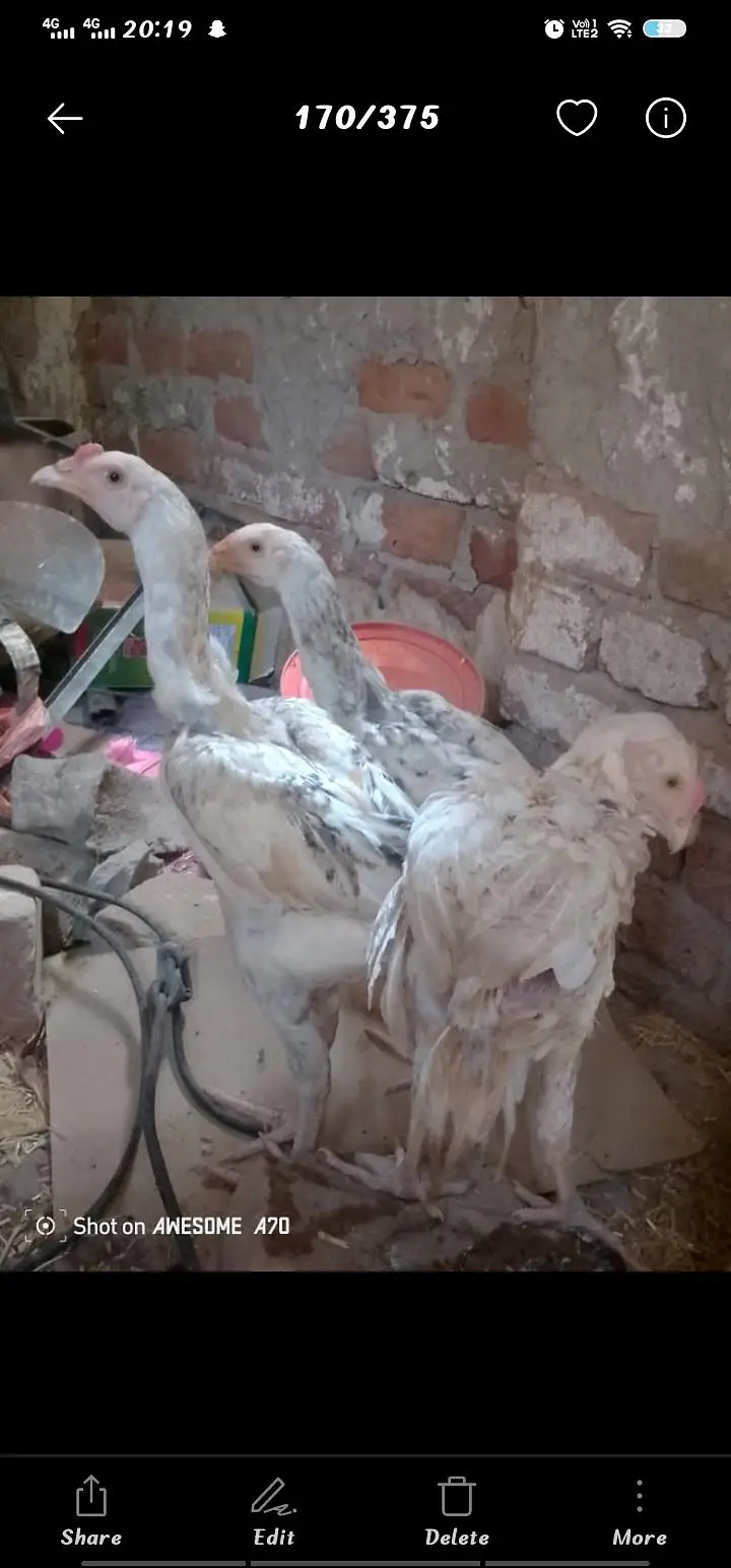 Heera + mianwali breed fully active and healthy — photo 4