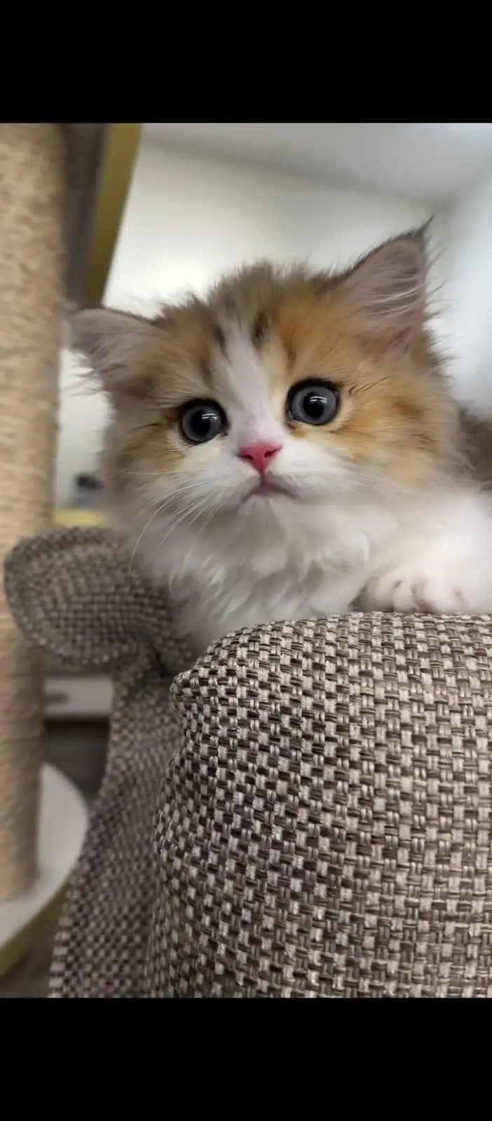 cash on delivery parshion kitten cat male female — photo 11