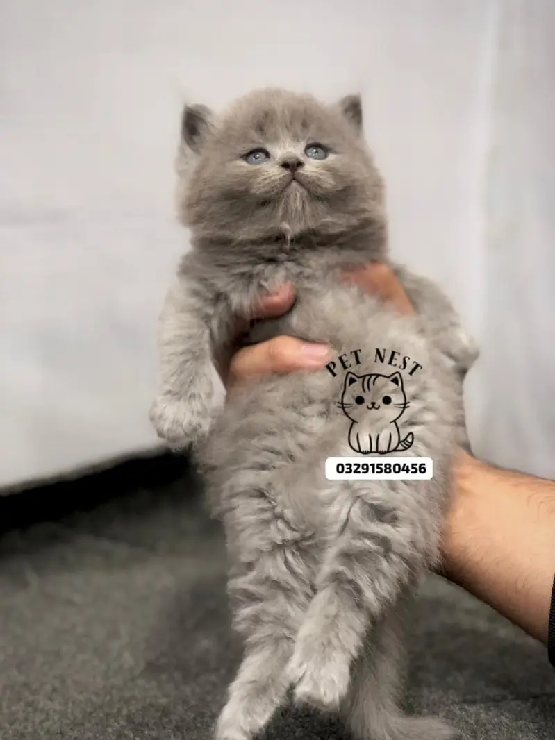 cash on delivery parshion kitten cat male female — photo 12
