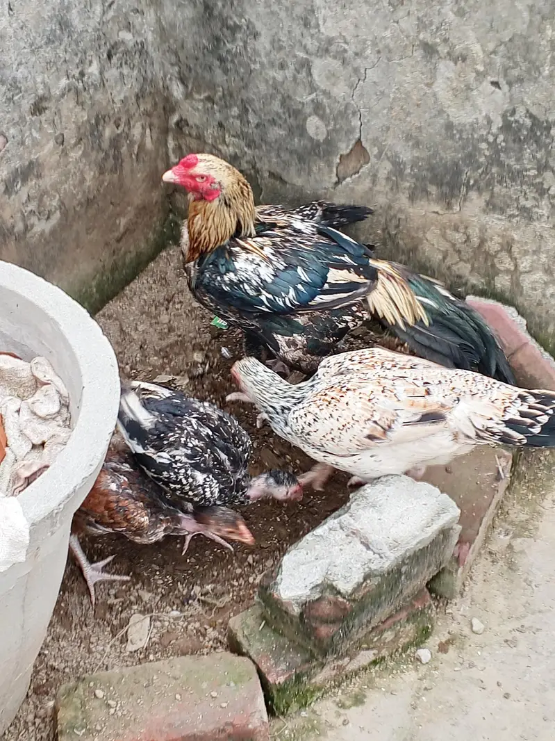 aseel mainwali lasani breed pure blood line 100% — photo 4