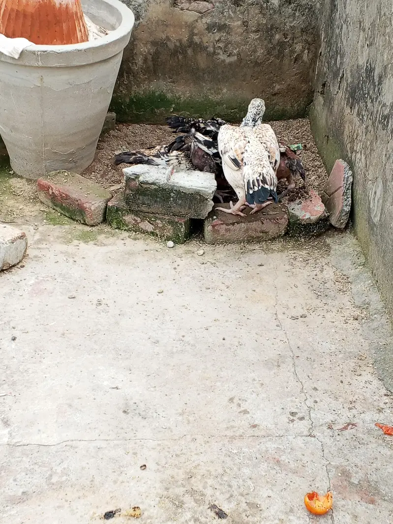 aseel mainwali lasani breed pure blood line 100% — photo 8
