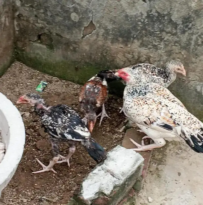aseel mainwali lasani breed pure blood line 100% — photo 9