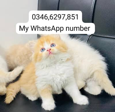 Persian kittens for sale