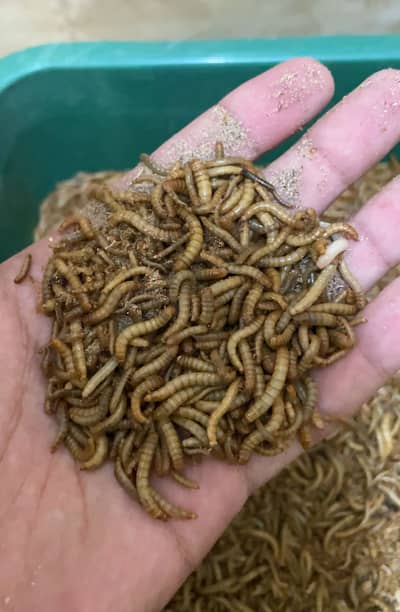 Fresh live mealworms