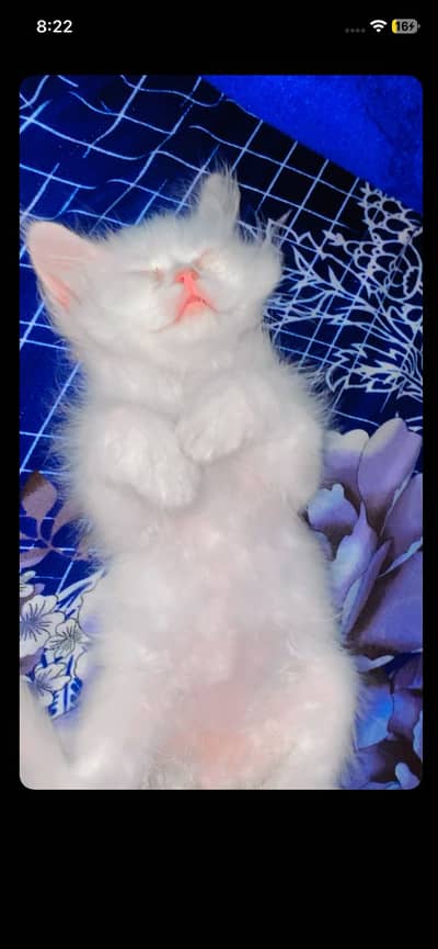 Perisan male cat