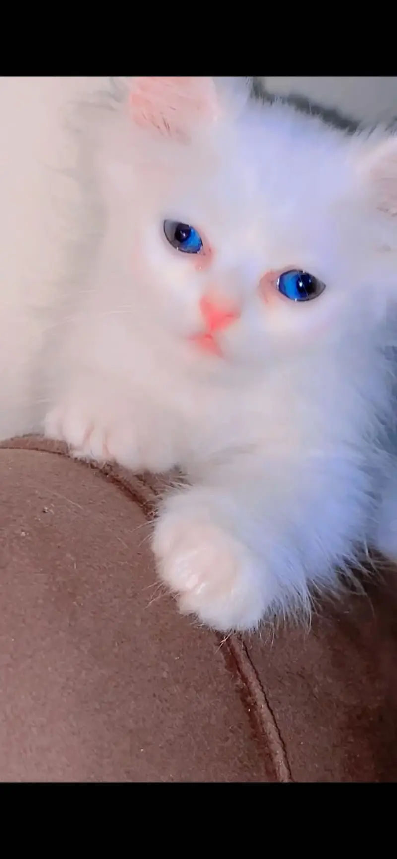 Perisan male cat — photo 2
