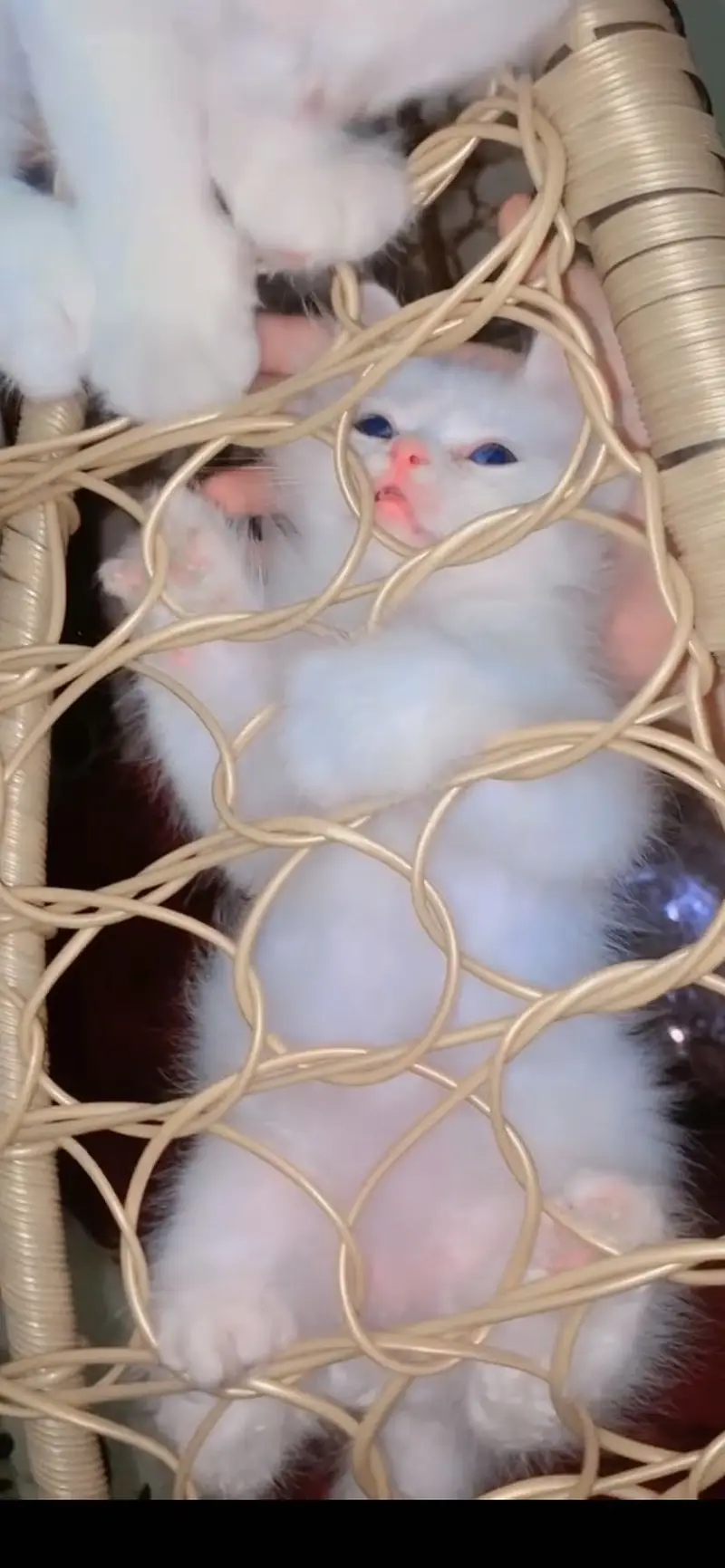 Perisan male cat — photo 3