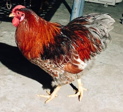 Blue & Black Laced Red Wyandotte Eggs