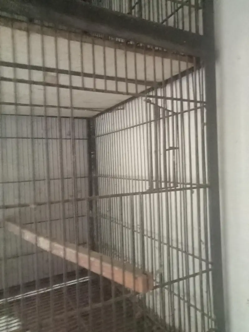 Perat Cages Urgent Sale — photo 2