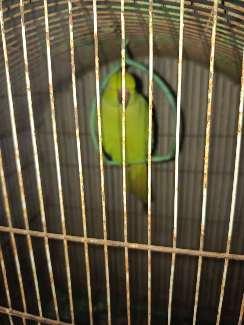 berst 1