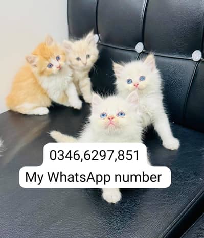 Persian kittens for sale