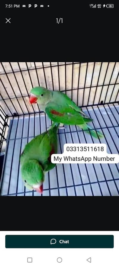 kashmiri Rai parrot for sale