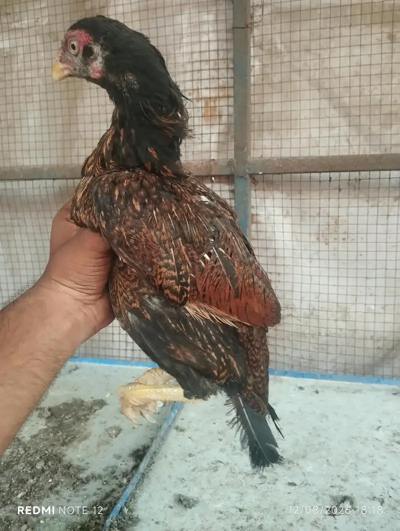 Aseel Lasani — photo 2
