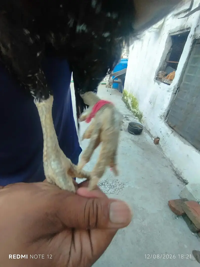 Aseel Lasani — photo 6