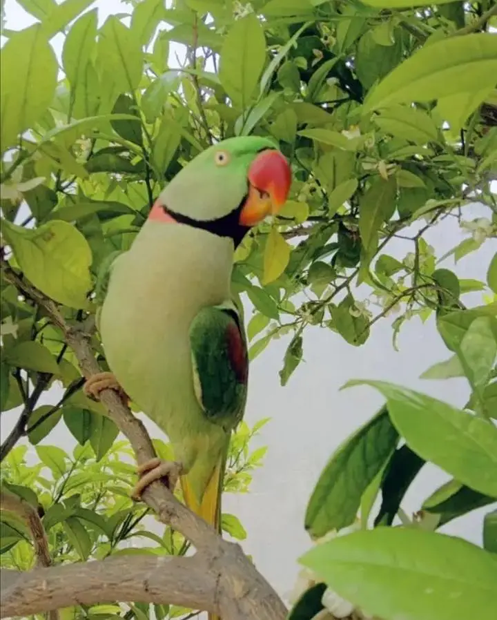 Kashmiri Raw Parrots handtam for sale — photo 2
