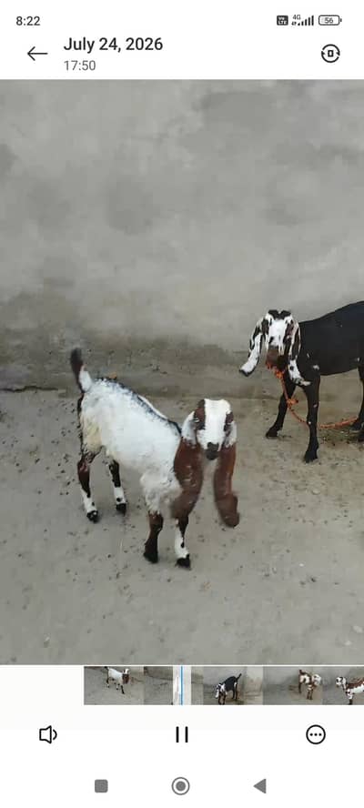 male and female pair 70000