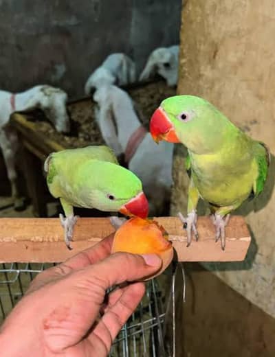 Paroot For Sale