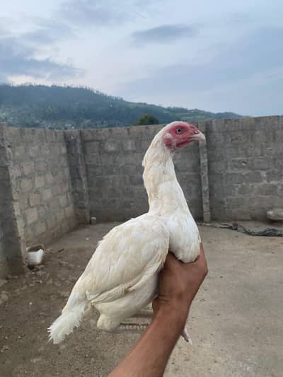Aseel paper white madi for sale