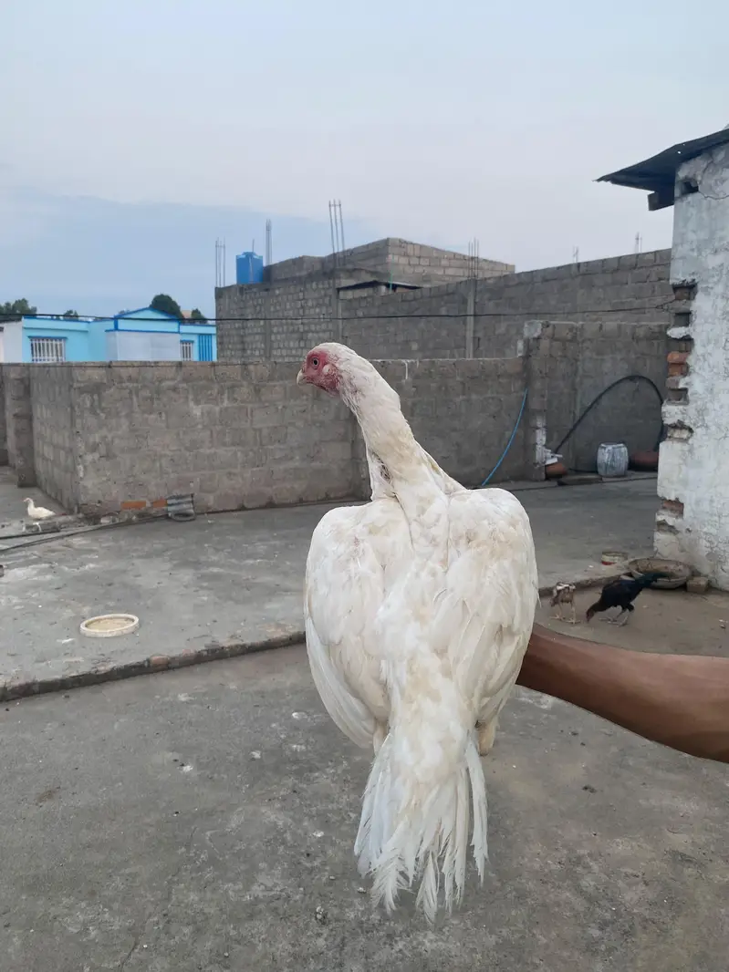 Aseel paper white madi for sale — photo 2