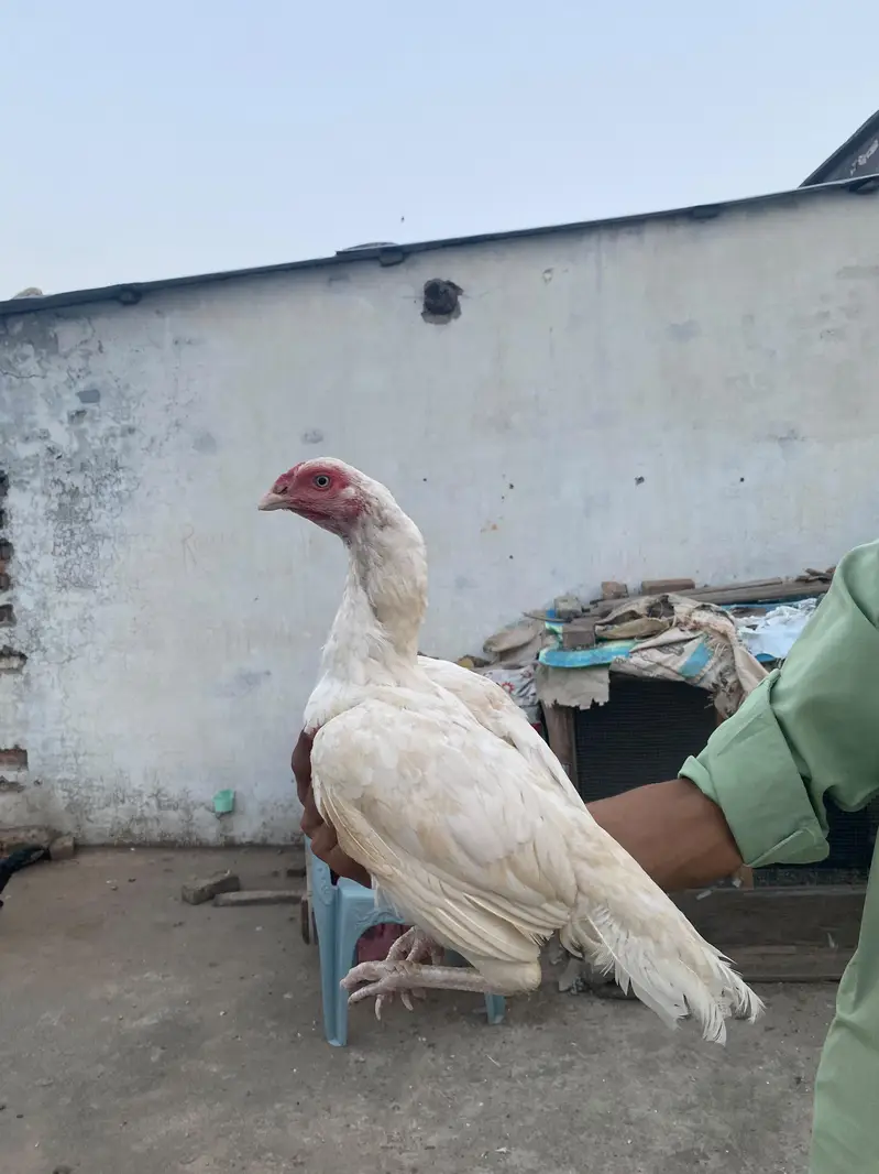Aseel paper white madi for sale — photo 3