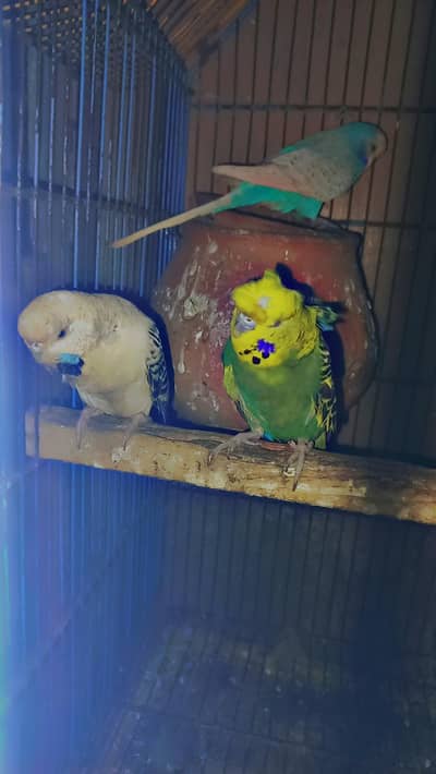 budgies  java or banglize for sale 03006635488 Whatsapp