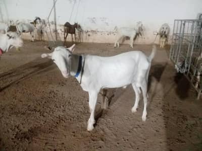 pure Russian breeder Teddy for sale what'sapp number 03265300290