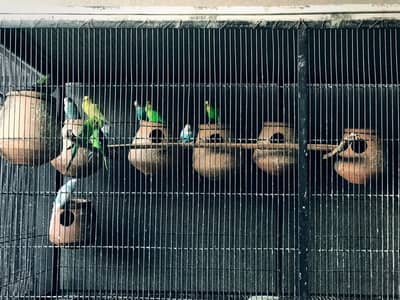Budgies / Tota for Sale - Healthy & Active