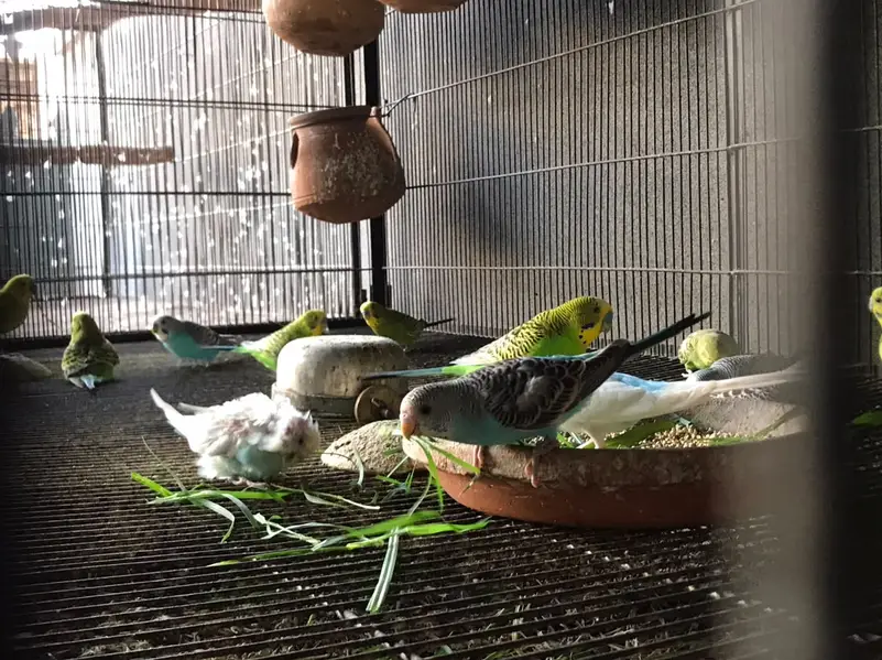 Budgies / Tota for Sale - Healthy & Active — photo 2