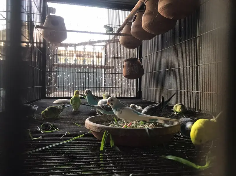 Budgies / Tota for Sale - Healthy & Active — photo 3