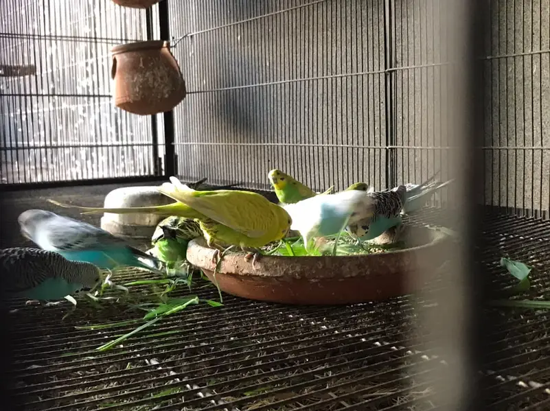 Budgies / Tota for Sale - Healthy & Active — photo 4