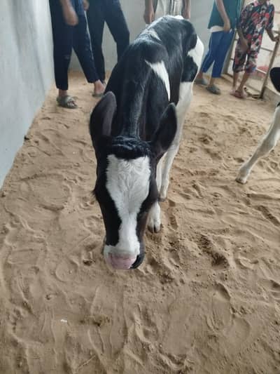 Australian cow baby