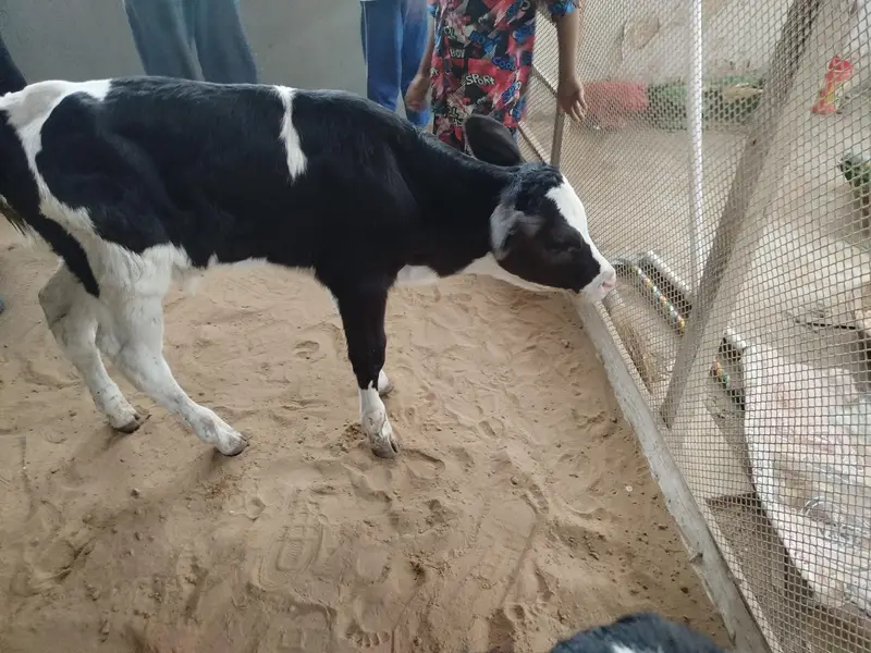 Australian cow baby — photo 2