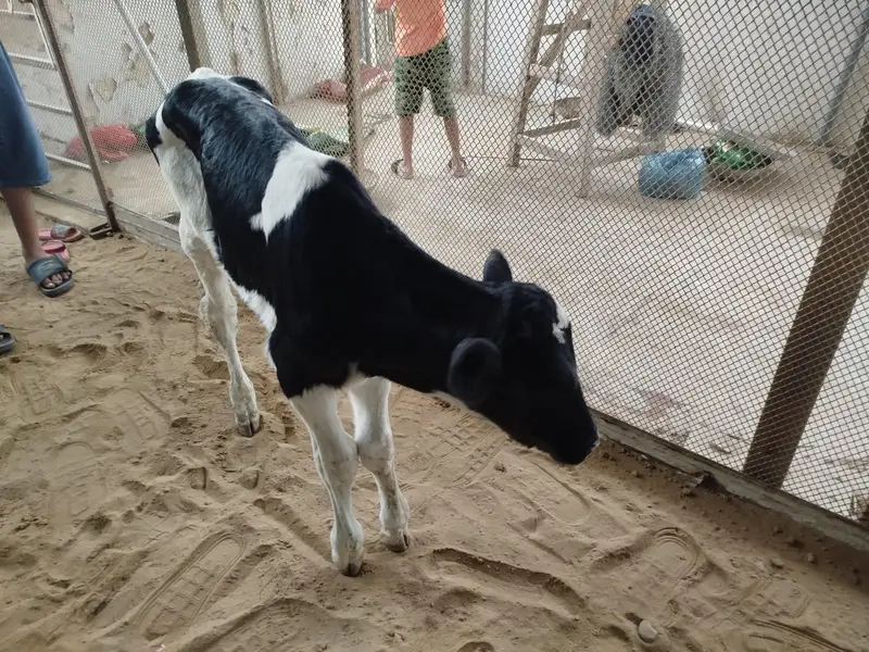 Australian cow baby — photo 3