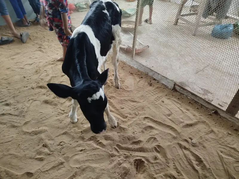 Australian cow baby — photo 4