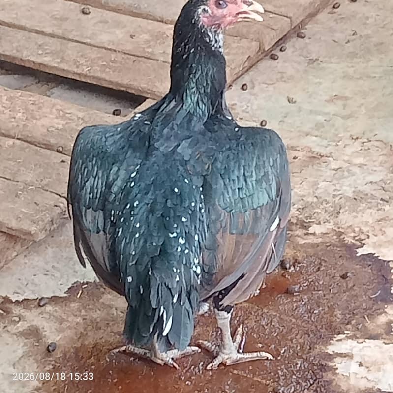 Thai Hen 1