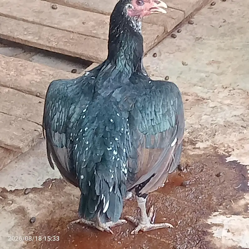 Thai Hen — photo 2
