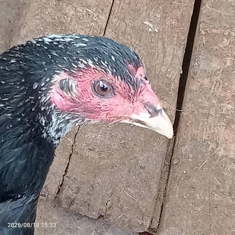 Thai Hen 2