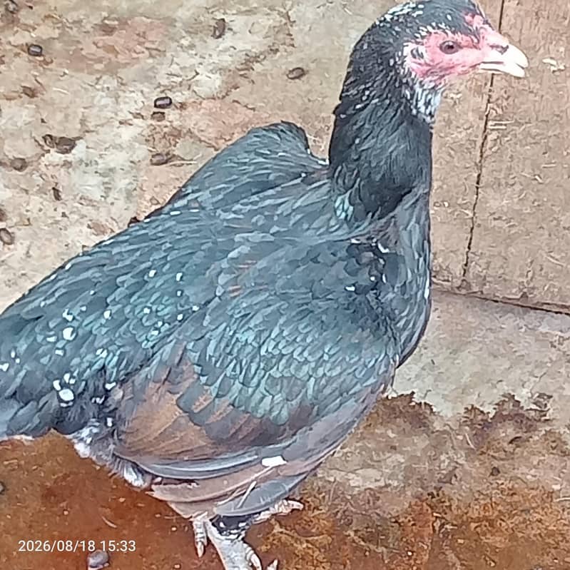 Thai Hen 3